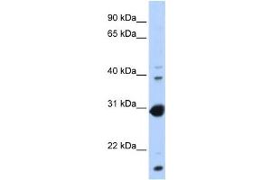 Western Blotting (WB) image for anti-Nuclear Receptor Subfamily 0, Group B, Member 2 (NR0B2) antibody (ABIN2458197) (NR0B2 anticorps)