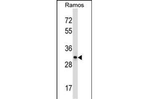 CD27 Antibody (C-term) (ABIN657662 and ABIN2846656) western blot analysis in Ramos cell line lysates (35 μg/lane). (CD27 anticorps  (C-Term))
