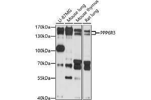 Western blot analysis of extracts of various cell lines, using PPP6R3 antibody (ABIN7269694) at 1:1000 dilution.