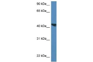 WB Suggested Anti-Meis3 Antibody   Titration: 1. (MEIS3 anticorps  (C-Term))