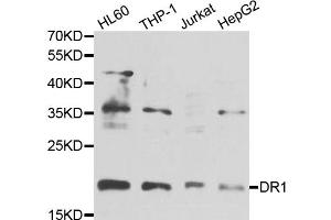 Western blot analysis of extracts of various cell lines, using DR1 antibody (ABIN5975441) at 1/1000 dilution.