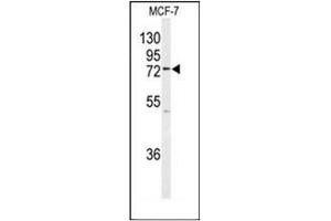 Western blot analysis of KIAA0776 / UFL1 Antibody (Center) in MCF-7 cell line lysates (35ug/lane). (UFL1 anticorps  (C-Term, Middle Region))