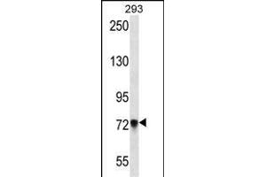PCDHB5 Antibody (Center) (ABIN657154 and ABIN2846288) western blot analysis in 293 cell line lysates (35 μg/lane). (PCDHb5 anticorps  (AA 278-307))
