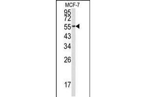Western blot analysis of EEF1A1 Antibody in MCF-7 cell line lysates (35ug/lane) (eEF1A1 anticorps  (C-Term))