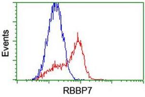 HEK293T cells transfected with either RC217969 overexpress plasmid (Red) or empty vector control plasmid (Blue) were immunostained by anti-RBBP7 antibody (ABIN2455168), and then analyzed by flow cytometry. (RBBP7 anticorps)