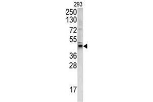 Western blot analysis of WNT4 antibody (C-term) in 293 cell line lysates (35ug/lane). (WNT4 anticorps  (C-Term))