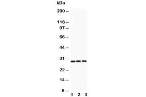 Western blot testing of ATF1 antibody and Lane 1:  rat spleen