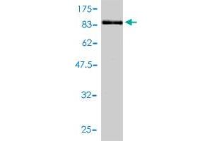 Western Blot detection against Immunogen (87. (TCP1 alpha/CCTA anticorps  (AA 1-556))
