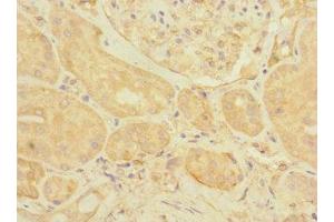 Immunohistochemistry of paraffin-embedded human kidney tissue using ABIN7152170 at dilution of 1:100