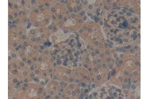 DAB staining on IHC-P; Samples: Rat Kidney Tissue (NPS anticorps  (AA 26-89))