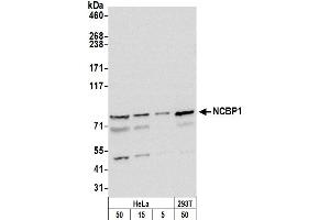Western Blotting (WB) image for anti-Nuclear Cap Binding Protein Subunit 1, 80kDa (NCBP1) (AA 482-532) antibody (ABIN7454786) (NCBP1 anticorps  (AA 482-532))