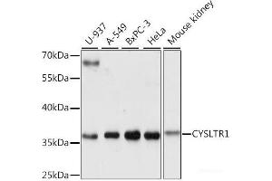 Western blot analysis of extracts of various cell lines using CYSLTR1 Polyclonal Antibody at dilution of 1:1000.