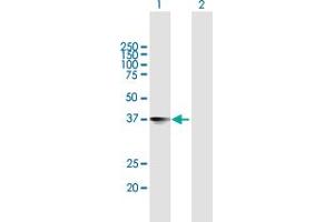 Western Blot analysis of NXPH4 expression in transfected 293T cell line by NXPH4 MaxPab polyclonal antibody. (Neurexophilin 4 anticorps  (AA 1-308))