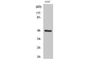 Western Blotting (WB) image for anti-SH3-Domain GRB2-Like Endophilin B2 (SH3GLB2) (Internal Region) antibody (ABIN3184486)