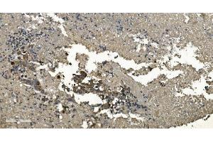 IHC analysis of RGS6 using anti-RGS6 antibody (ABIN7602326). (RGS6 anticorps  (AA 7-357))