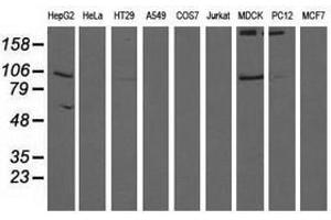 Image no. 2 for anti-Aldehyde Dehydrogenase 1 Family, Member L1 (ALDH1L1) antibody (ABIN1496583) (ALDH1L1 anticorps)