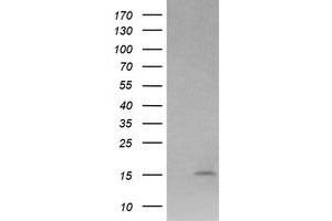 Image no. 2 for anti-Lysozyme (LYZ) antibody (ABIN1499237)
