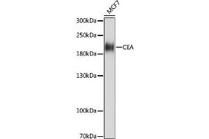 Western blot analysis of extracts of MCF7 cells using CEACAM5 Monoclonal Antibody at dilution of 1:1000. (CEACAM5 anticorps)