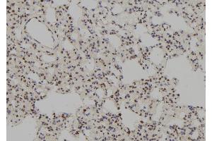 ABIN6277698 at 1/100 staining Rat lung tissue by IHC-P. (MSH3 anticorps  (N-Term))