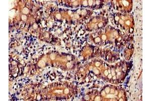 Immunohistochemistry of paraffin-embedded human small intestine tissue using ABIN7156899 at dilution of 1:100