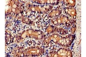 Immunohistochemistry of paraffin-embedded human small intestine tissue using ABIN7156899 at dilution of 1:100 (IL-34 anticorps  (AA 191-240))