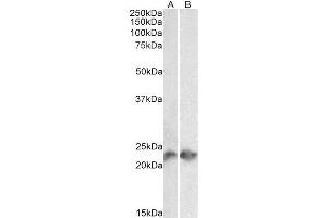 Western Blot analysis of  (3 µg/ml) staining of Jurkat (A) and Molt4 (B) lysates (35 µg protein in RIPA buffer). (Recombinant CD3 epsilon anticorps)