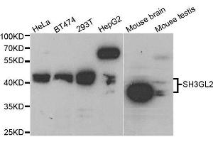 Western blot analysis of extracts of various cell lines, using SH3GL2 antibody. (SH3G2 anticorps  (AA 1-270))