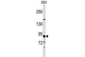 TUBGCP3 Antibody (C-term) western blot analysis in 293 cell line lysates (35 µg/lane). (TUBGCP3 anticorps  (C-Term))