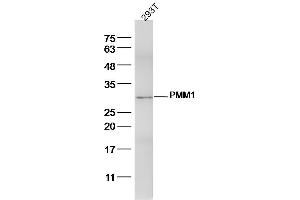 293T lysates probed with PMM1 Polyclonal Antibody, Unconjugated  at 1:300 dilution and 4˚C overnight incubation. (PMM1 anticorps  (AA 31-130))