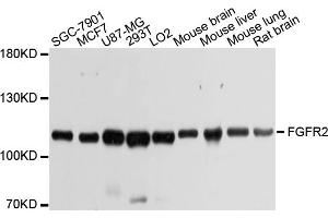 Western blot analysis of extracts of various cell lines, using FGFR2 antibody. (FGFR2 anticorps)
