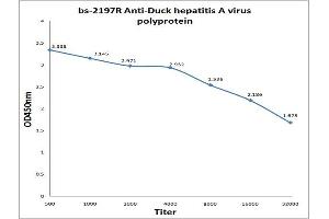 Antigen: 0. (Duck Hepatitis A Virus Polyprotein anticorps)