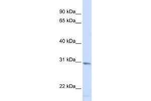 WB Suggested Anti-SMUG1 Antibody Titration: 0.