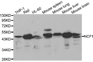 Western blot analysis of extracts of various cell lines, using NCF1 antibody (ABIN5970496) at 1/1000 dilution. (NCF1 anticorps)