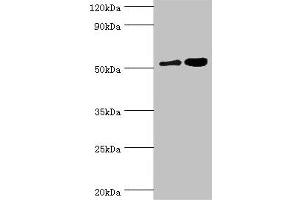 Western blot All lanes: Dipeptidyl peptidase 2 antibody at 6 μg/mL Lane 1: K562 whole cell lysate Lane 2: Rat brain tissue Secondary Goat polyclonal to rabbit IgG at 1/10000 dilution Predicted band size: 54 kDa Observed band size: 54 kDa