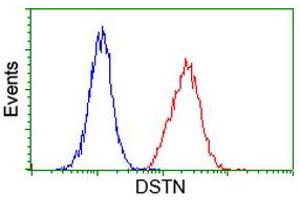 Image no. 17 for anti-Destrin (Actin Depolymerizing Factor) (DSTN) antibody (ABIN1497907)