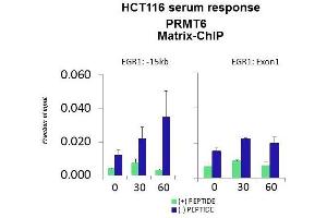 Quiescent human colon carcinoma HCT116 cultures were treated with 10% FBS for three time points (0, 15, 30min) or (0, 30, 60min) were used in Matrix-ChIP and real-time PCR assays at EGR1 gene (Exon1) and 15kb upstream site.