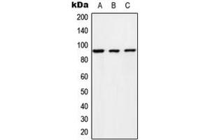 Western blot analysis of RIN1 expression in HeLa (A), NIH3T3 (B), rat brain (C) whole cell lysates. (RIN1 anticorps  (C-Term))