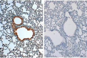Immunohistochemistry of Rabbit anti-IL1Beta Antibody in Mouse Embryonic Kidney Tissue: Mouse Embryonic Kidney Fixation: FFPE buffered formalin 10% conc Ag Retrieval: Heat, Citrate pH 6. (IL-1 beta anticorps)