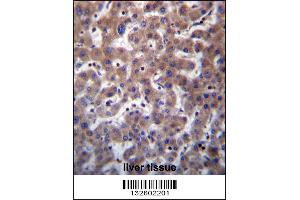 TMBIM1 Antibody immunohistochemistry analysis in formalin fixed and paraffin embedded human liver tissue followed by peroxidase conjugation of the secondary antibody and DAB staining.