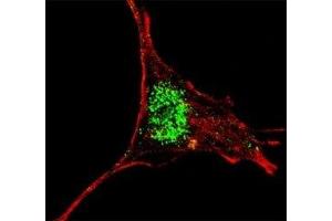 Fluorescent confocal image of SY5Y cells stained with KLF4 antibody at 1:200.
