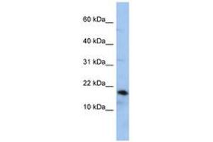 Image no. 1 for anti-Lipocalin 1 (LCN1) (AA 107-156) antibody (ABIN6743784) (Lipocalin 1 anticorps  (AA 107-156))