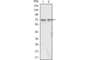 Western blot analysis using FMR1 mouse mAb against Jurkat (1) and K562 (2) cell lysate. (FMR1 anticorps)
