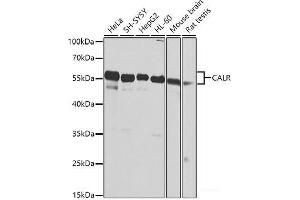 Western blot analysis of extracts of various cell lines using CALR Polyclonal Antibody at dilution of 1:1000. (Calreticulin anticorps)