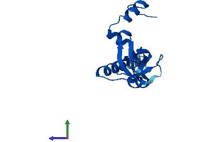 AlphaFold protein structure predicition of Human Recombinant RPL26 Protein, UniprotID P61254