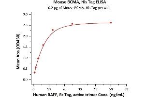 Immobilized Mouse BCMA, His Tag (ABIN5954937,ABIN6559942) at 2 μg/mL (100 μL/well) can bind Human BAFF, Fc Tag, active trimer (ABIN6972950) with a linear range of 0.