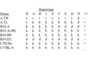 Image no. 1 for anti-MHC Class II I-Ak (AA 3-63) antibody (Biotin) (ABIN118326) (MHC Class II I-Ak (AA 3-63) anticorps (Biotin))