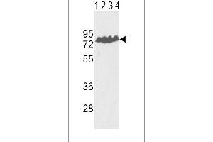 Western blot analysis of ECE-1 Antibody (Center) (ABIN390839 and ABIN2841064) in Y79(lane 1), T47D(lane 2) cell line and mouse lung(lane 3), liver(lane 4) tissue lysates (35 μg/lane). (ECE1 anticorps  (AA 392-419))