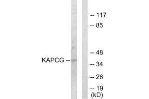 Western blot analysis of extracts from COLO205 cells, using KAPCG antibody. (PRKACG anticorps  (N-Term))
