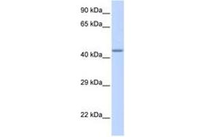 Image no. 1 for anti-Zinc Finger Protein 589 (ZNF589) (AA 216-265) antibody (ABIN6742724) (ZNF589 anticorps  (AA 216-265))