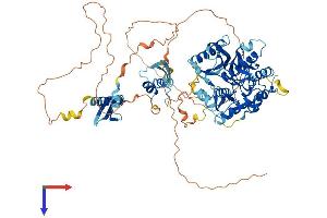 AlphaFold protein structure predicition of Mouse Recombinant Adarb2 Protein, UniprotID Q9JI20